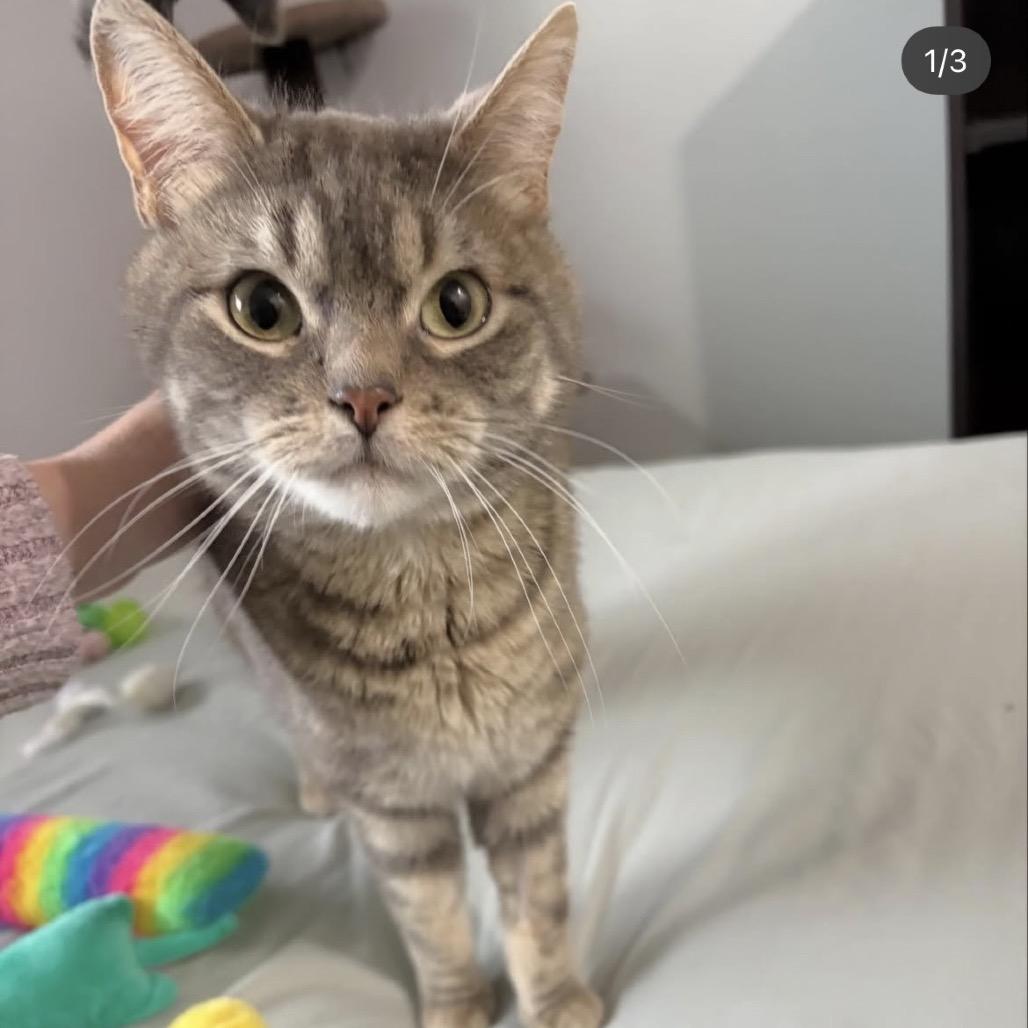 Enlarge Tina Fey, a Adoptable Domestic Short Hair in Calgary, AB image 1/6