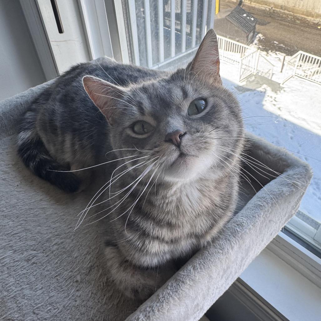 Enlarge Tina Fey, a Adoptable Domestic Short Hair in Calgary, AB image 2/6