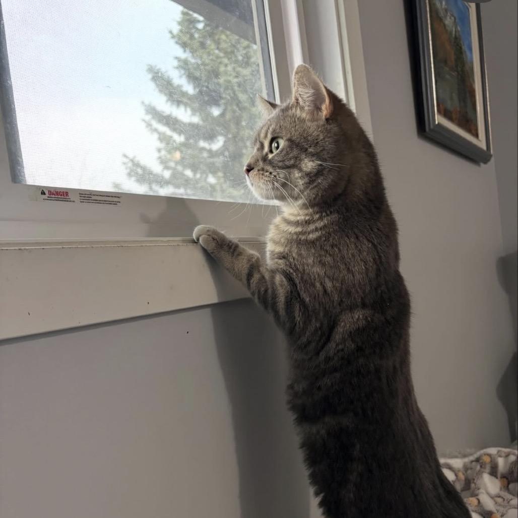 Enlarge Tina Fey, a Adoptable Domestic Short Hair in Calgary, AB image 3/6