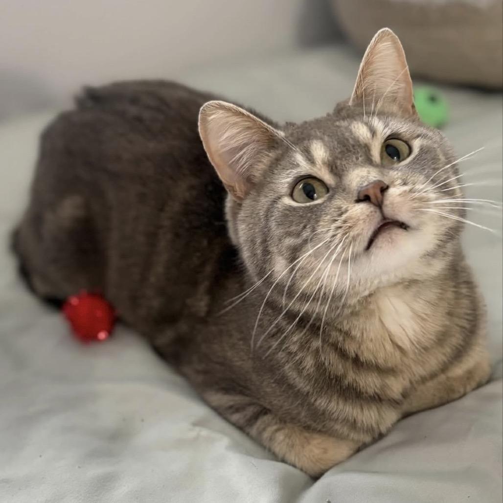 Enlarge Tina Fey, a Adoptable Domestic Short Hair in Calgary, AB image 4/6