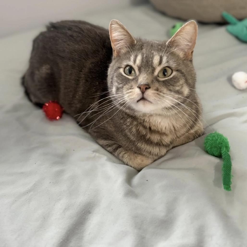 Enlarge Tina Fey, a Adoptable Domestic Short Hair in Calgary, AB image 5/6