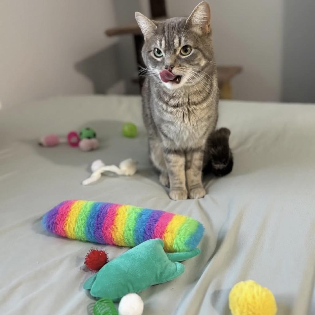 Enlarge Tina Fey, a Adoptable Domestic Short Hair in Calgary, AB image 6/6