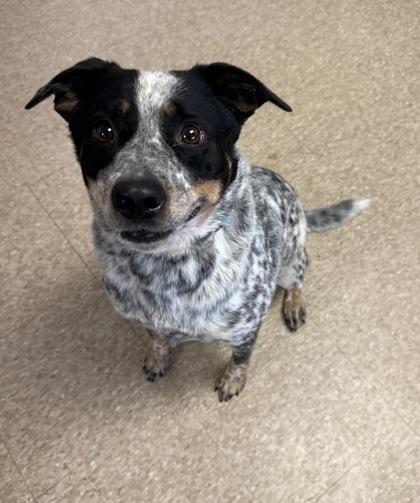Finley, Adoptable, Adult Female Cattle Dog & Mixed Breed.