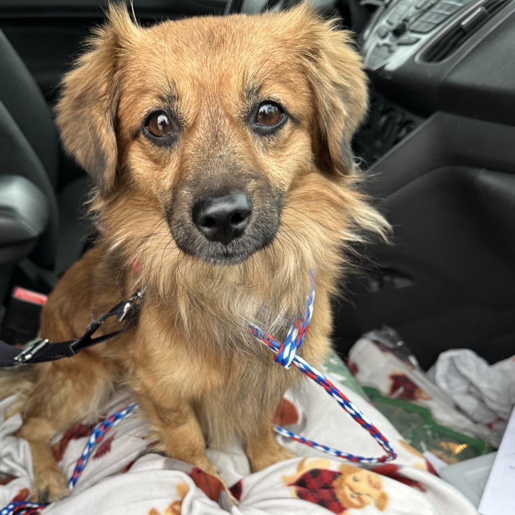 Stitch, Adoptable, Adult Male Dachshund.