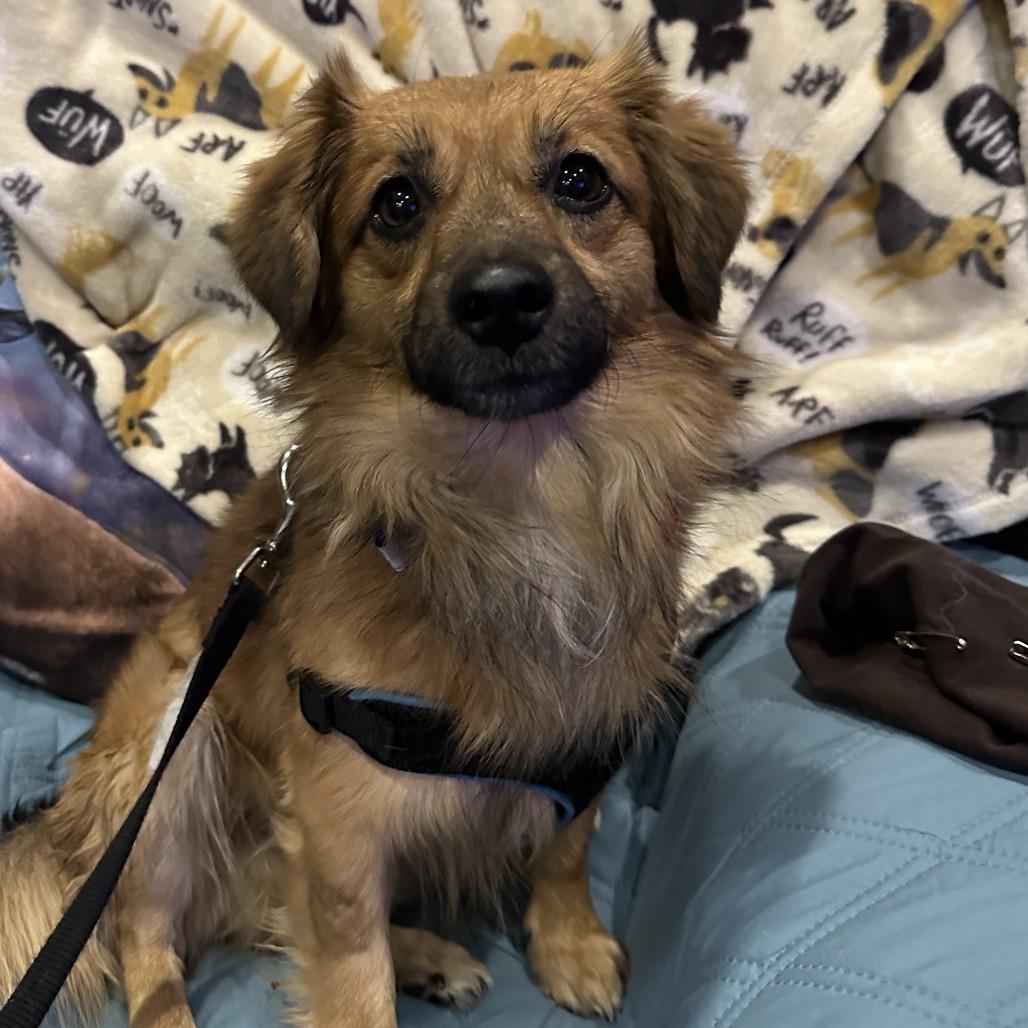 Enlarge Stitch, a Adoptable Dachshund in Las Vegas, NV image 2/3