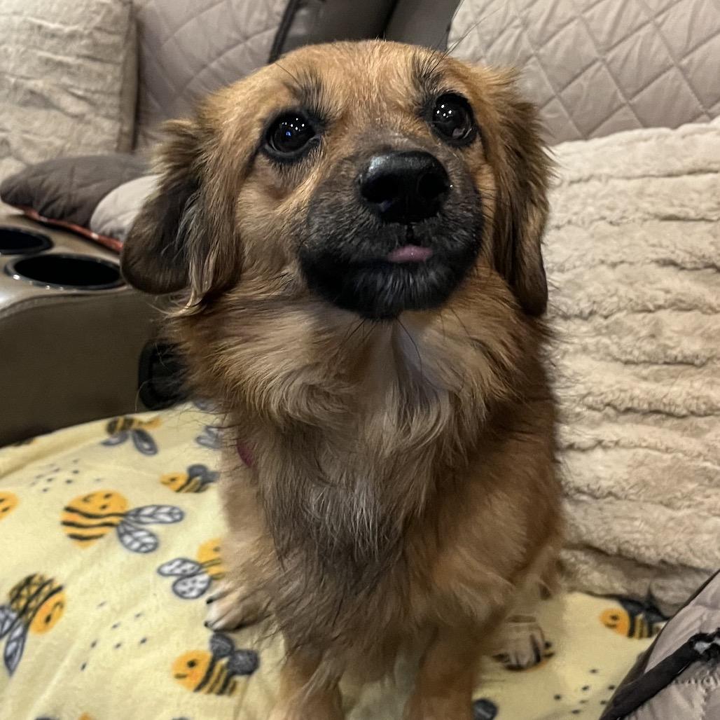 Enlarge Stitch, a Adoptable Dachshund in Las Vegas, NV image 3/3