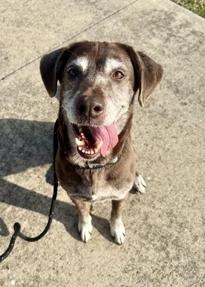 Enlarge Maggie, a Adoptable mixed breed in Lewisville, TX image 2/3