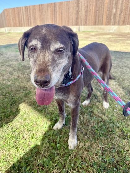Maggie, a Adoptable mixed breed in Lewisville, TX image 2/3