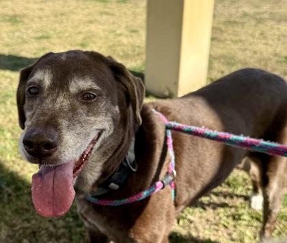 Maggie, a Adoptable mixed breed in Lewisville, TX image 3/3