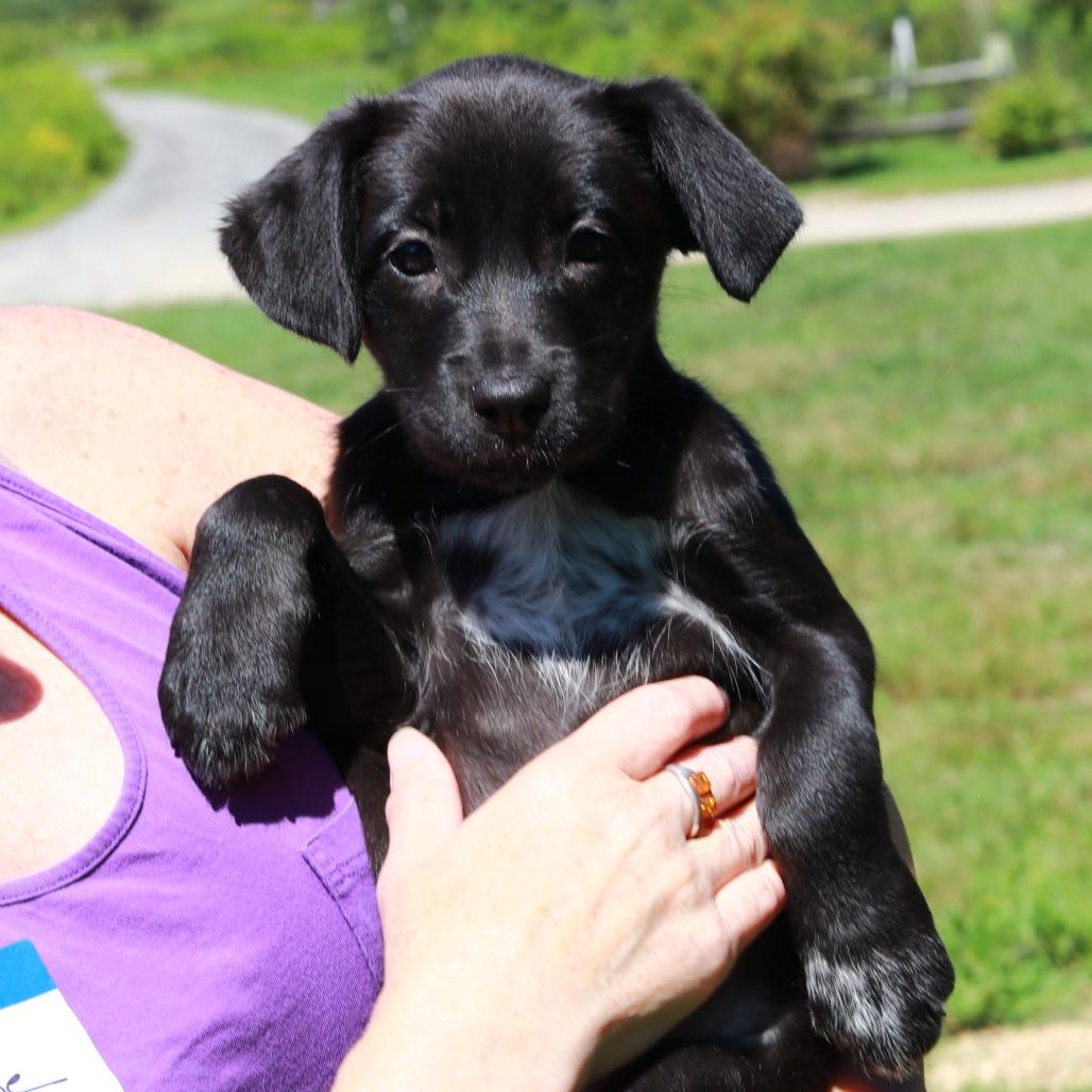 CT Beep, Adoptable, Puppy Female Border Collie & Mixed Breed.