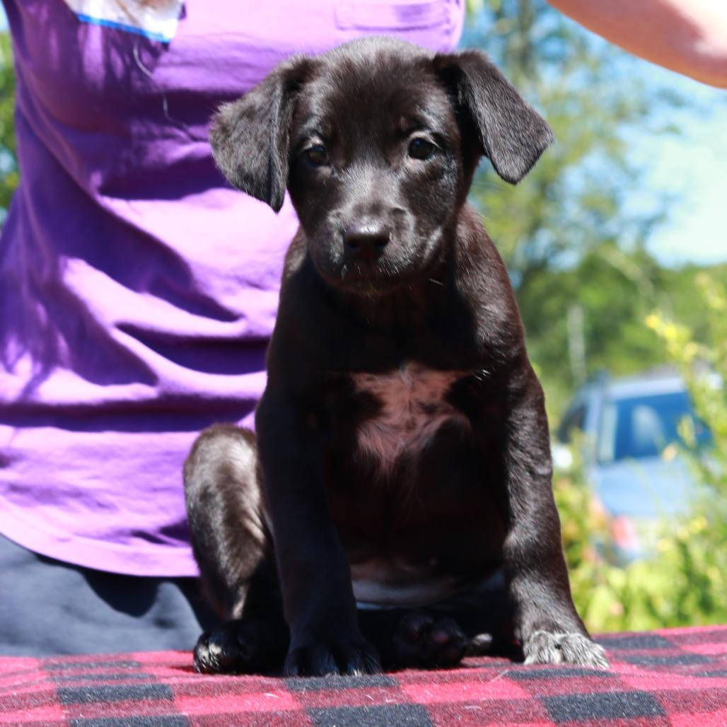 Enlarge CT Beep, a Adoptable mixed breed in Eastford, CT image 2/4