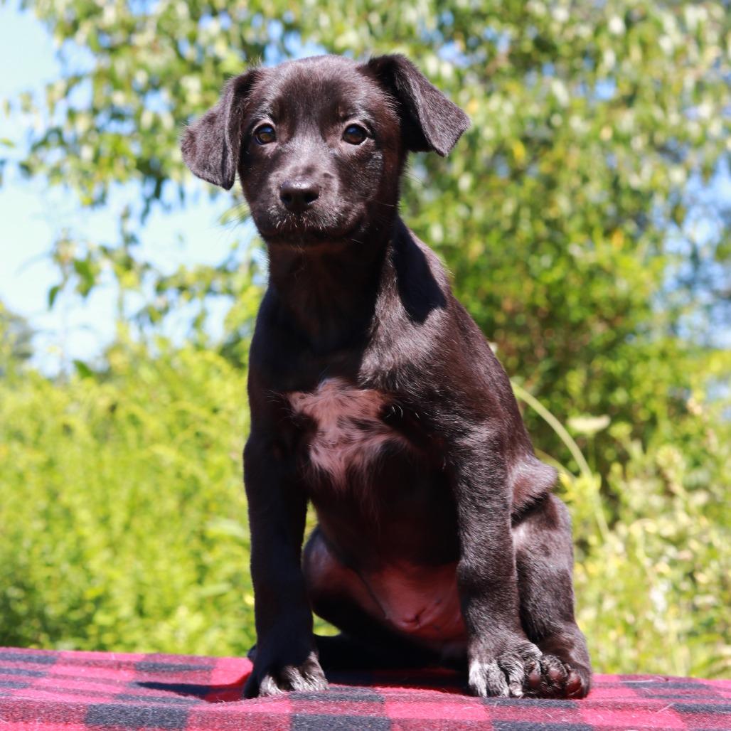 Enlarge CT Beep, a Adoptable mixed breed in Eastford, CT image 3/4