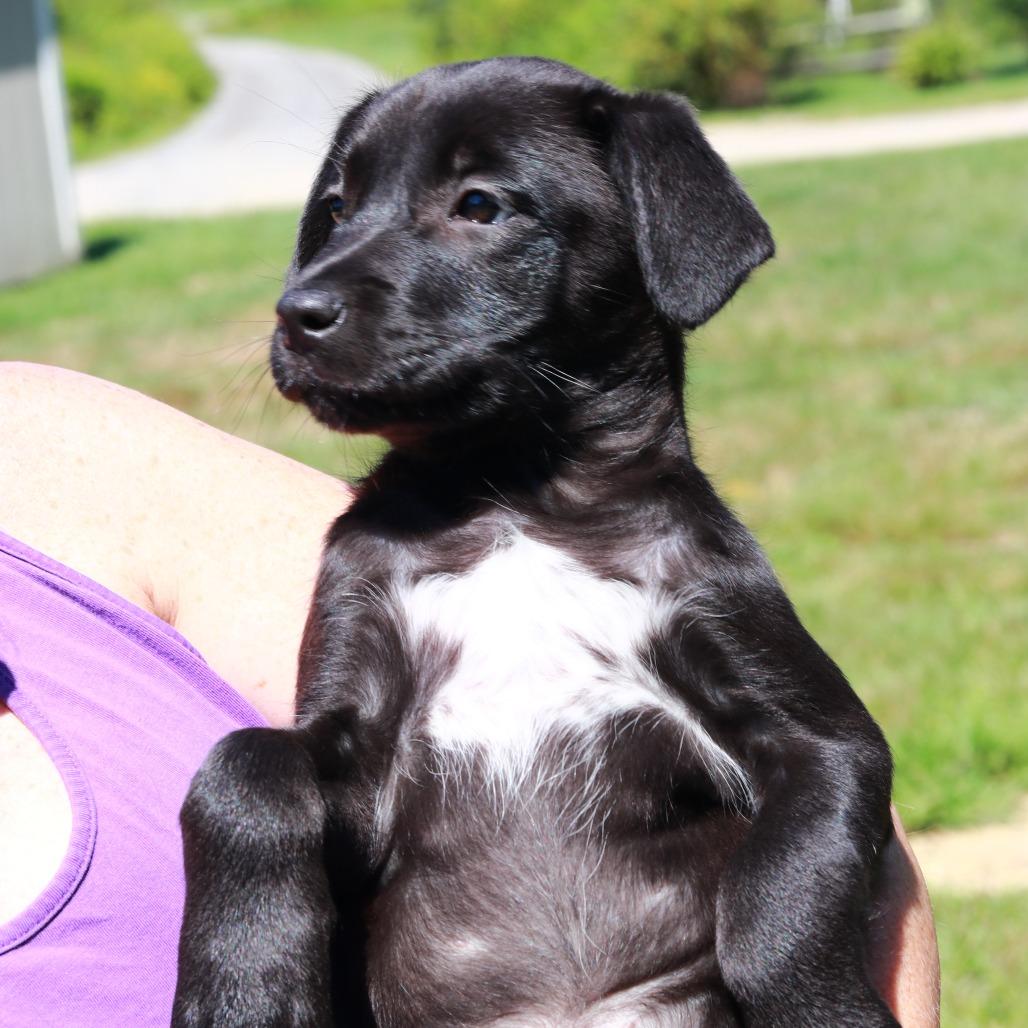 Enlarge CT Beep, a Adoptable mixed breed in Eastford, CT image 4/4
