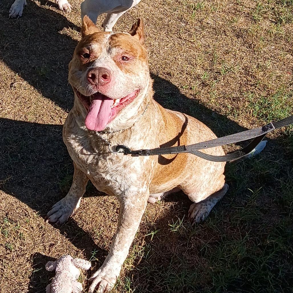 Cain, Adoptable, Adult Male American Bulldog.