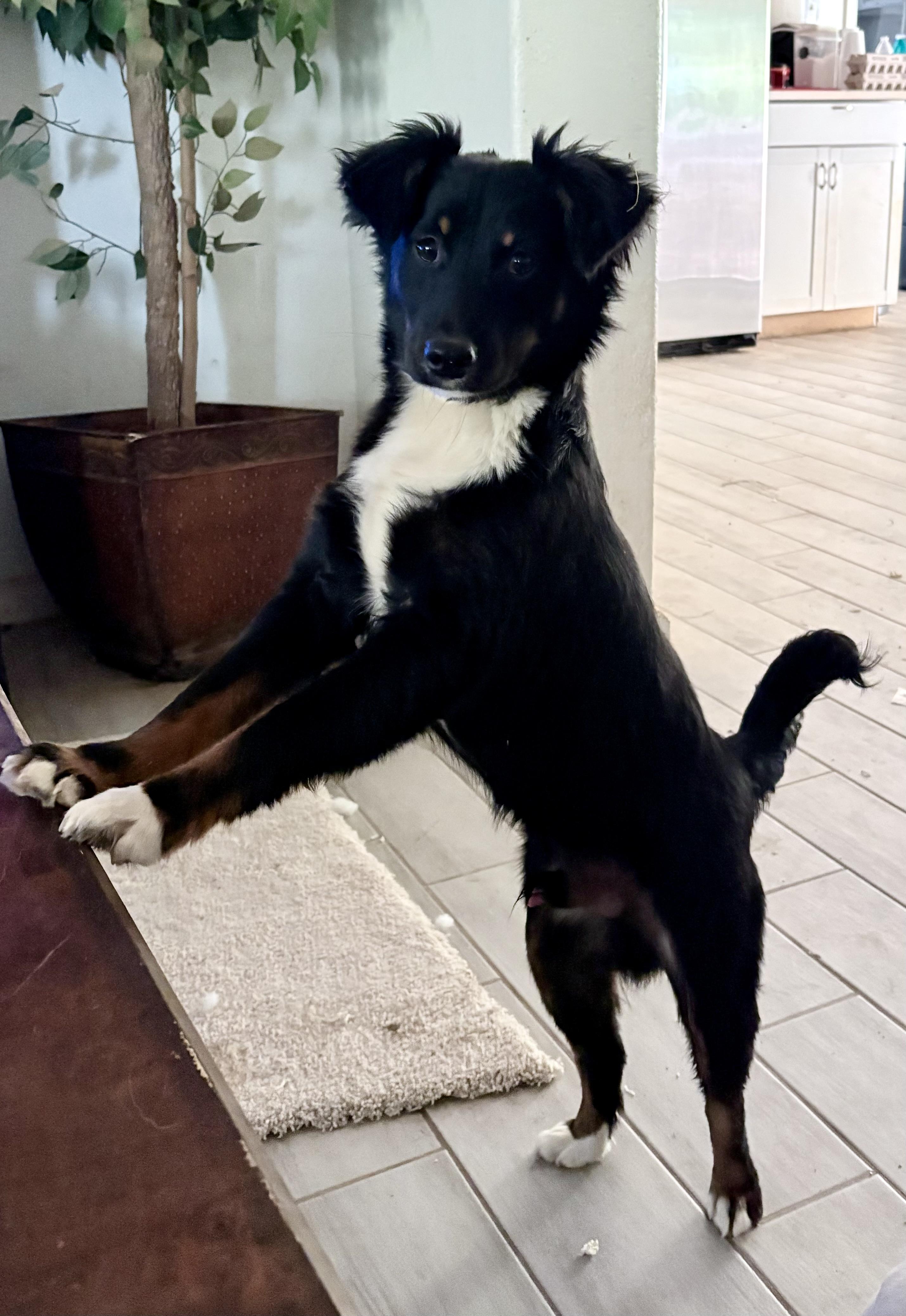 Sweet Sidney , a ADOPTABLE Australian Shepherd in Marquette , MI image 3/6