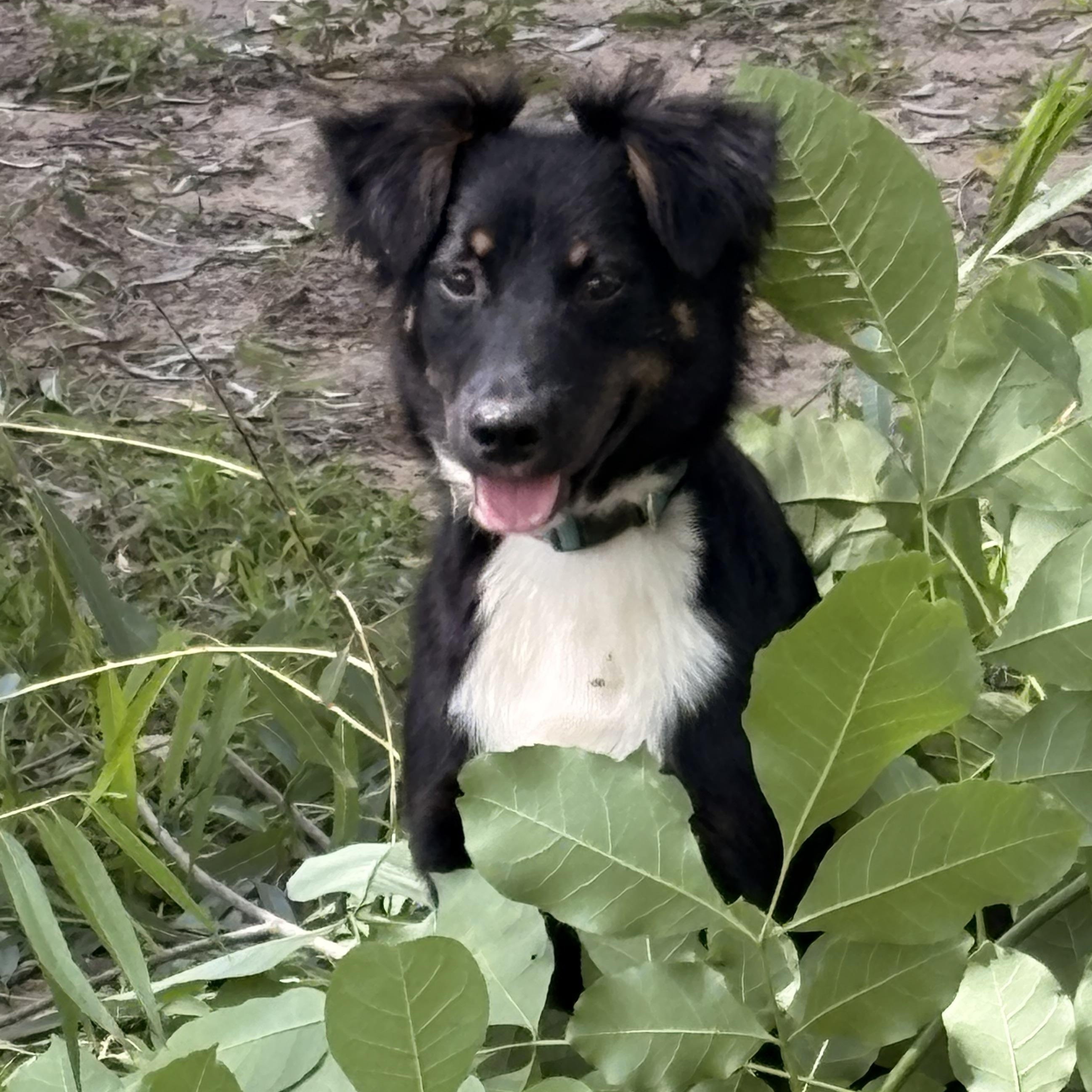 Sweet Sidney , a ADOPTABLE Australian Shepherd in Marquette , MI image 1/6