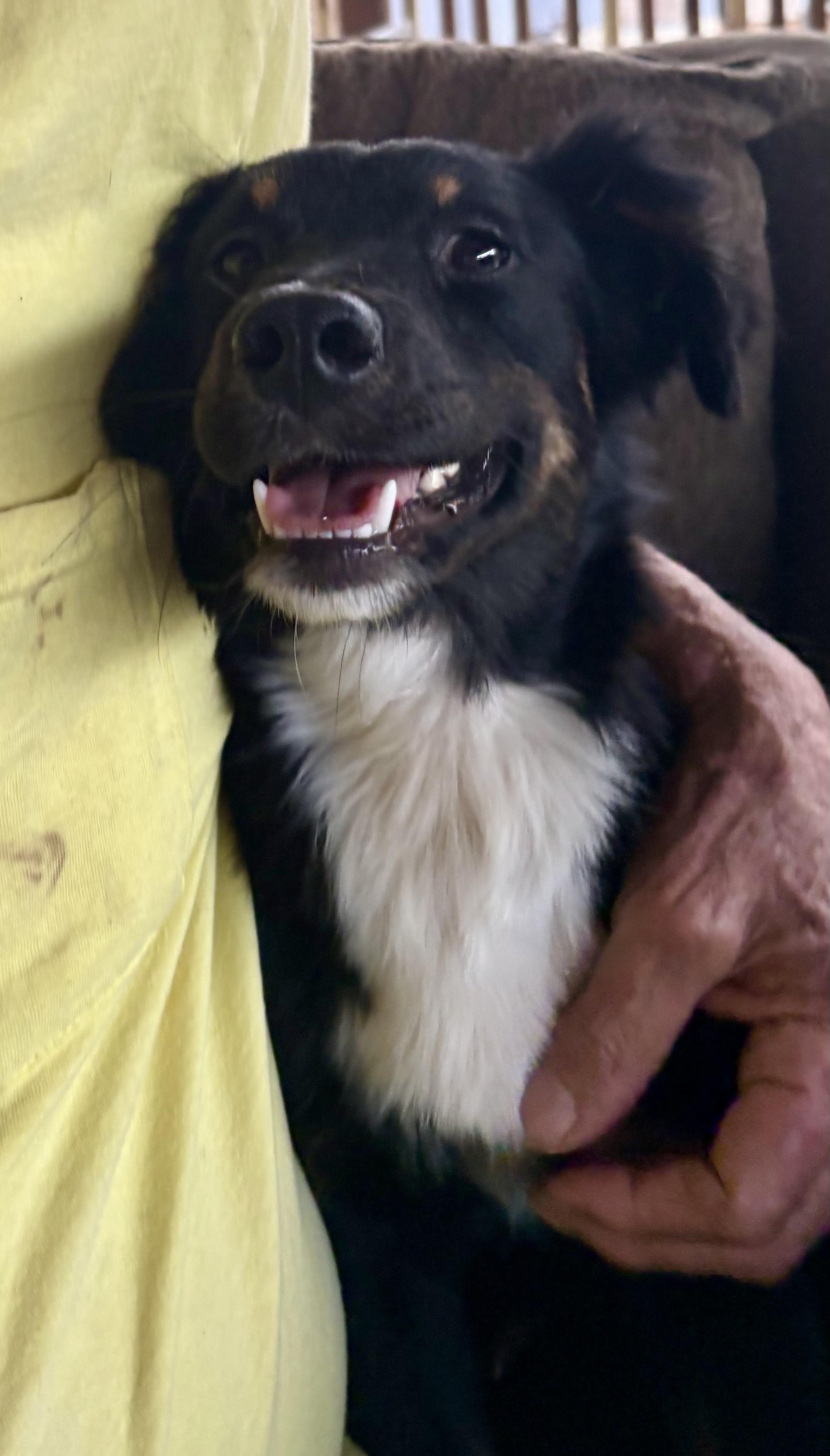 Sweet Sidney , a ADOPTABLE Australian Shepherd in Marquette , MI image 2/6