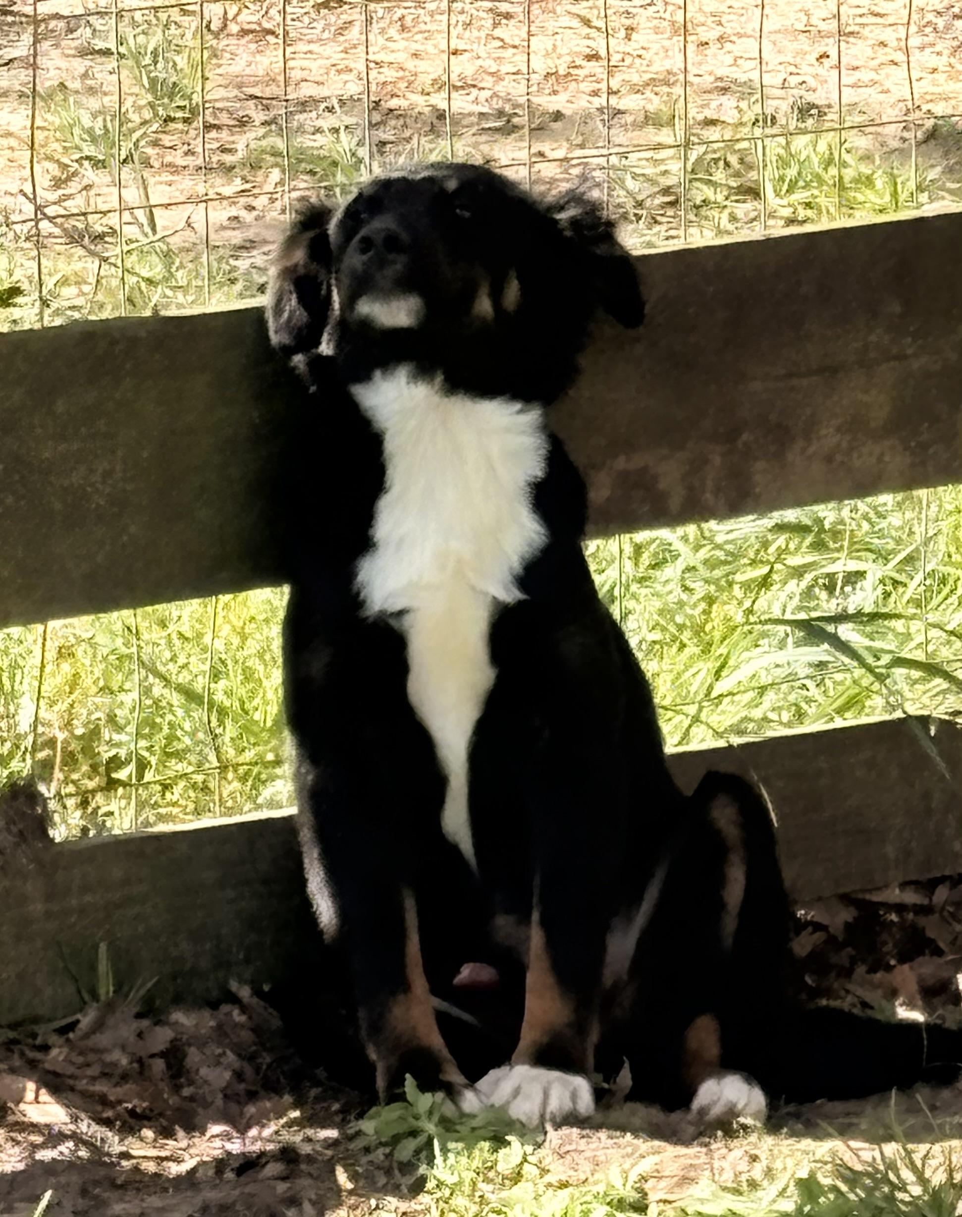 Sweet Sidney , a ADOPTABLE Australian Shepherd in Marquette , MI image 5/6