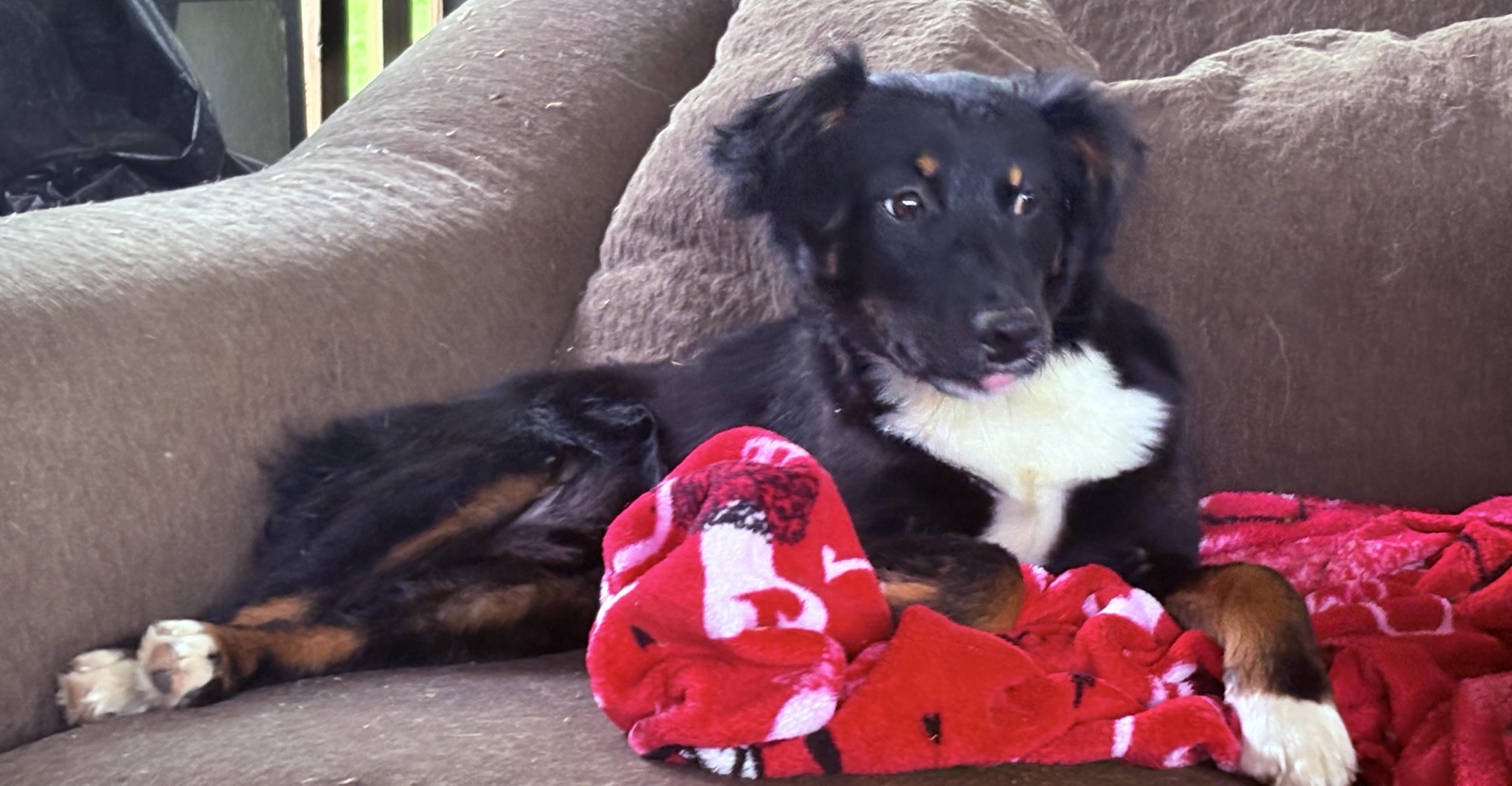 Sweet Sidney , a ADOPTABLE Australian Shepherd in Marquette , MI image 6/6