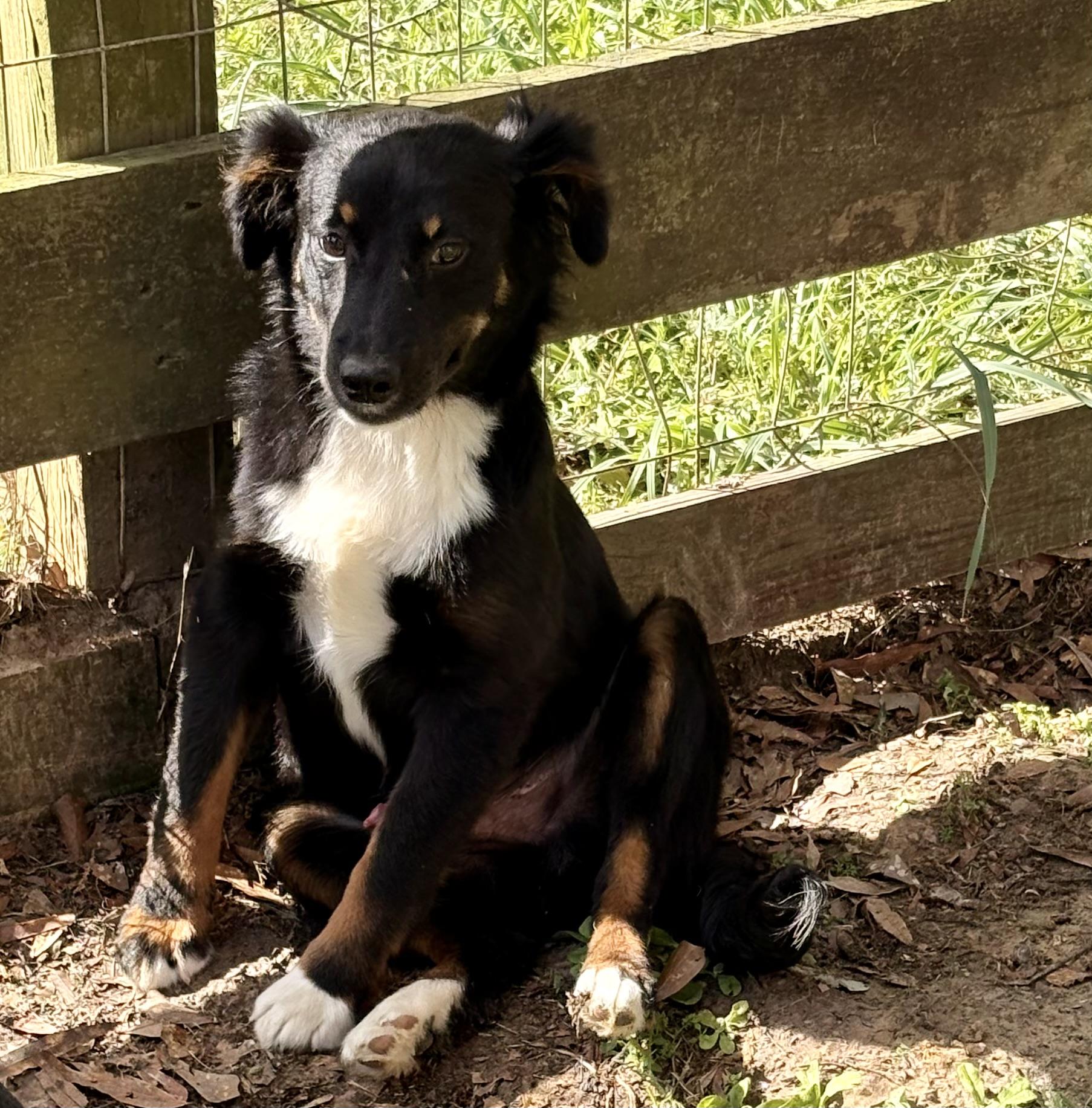 Sweet Sidney , a ADOPTABLE Australian Shepherd in Marquette , MI image 4/6