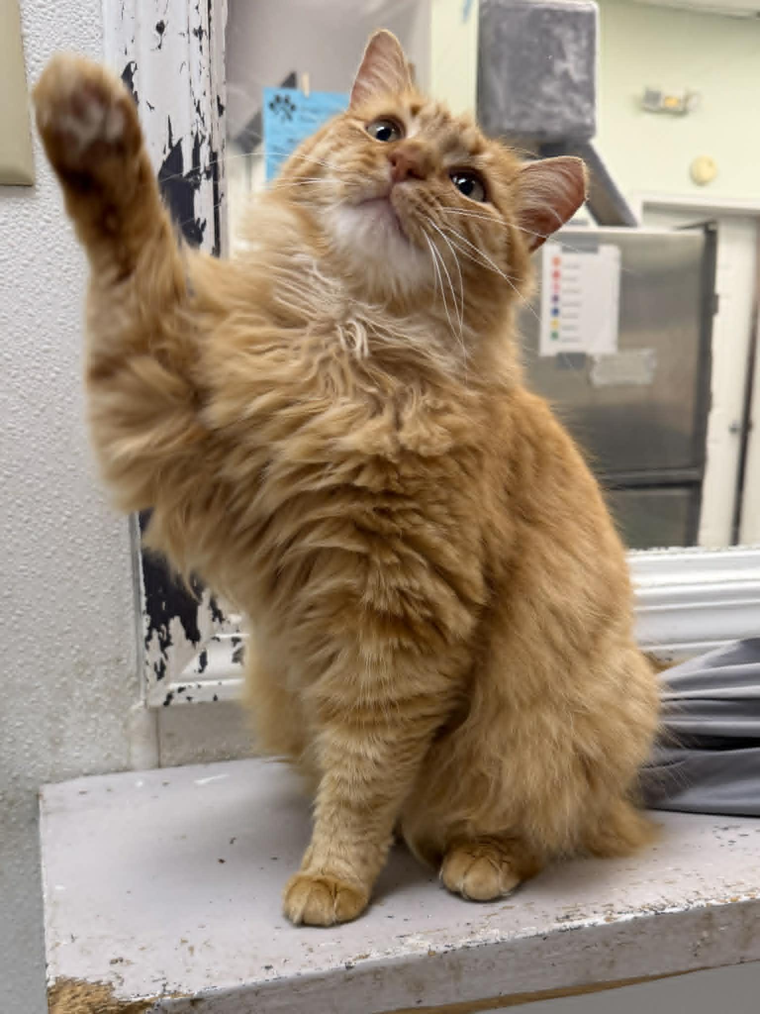 Enlarge Nomad, an adopted Domestic Medium Hair in Martinsville, IN image 2/4