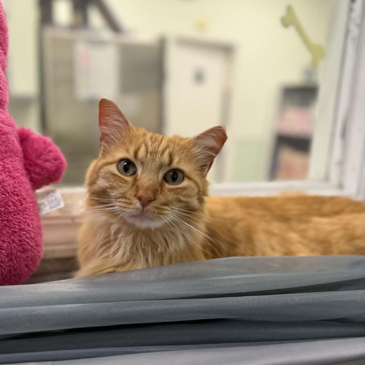 Enlarge Nomad, an adopted Domestic Medium Hair in Martinsville, IN image 1/4