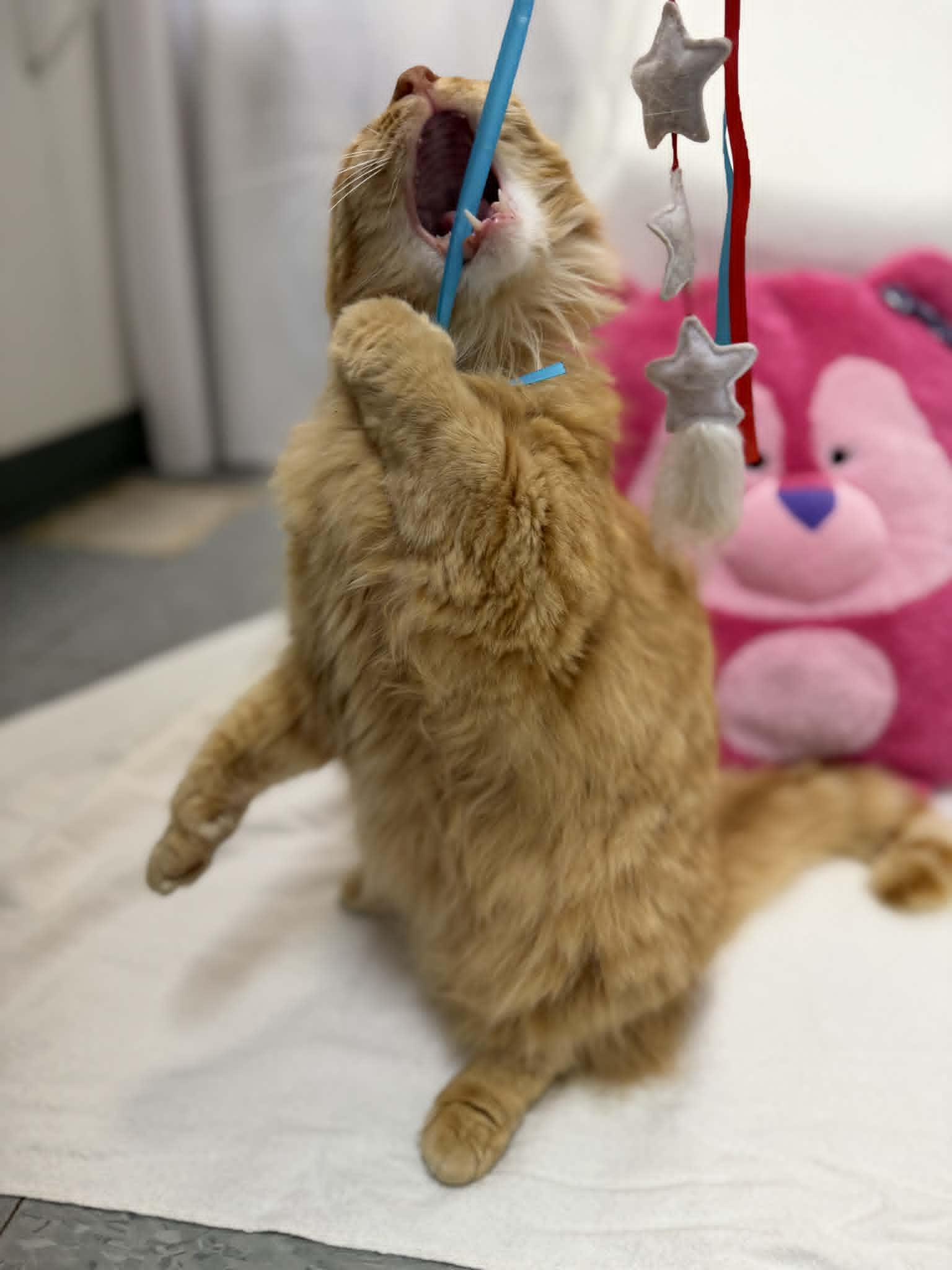 Enlarge Nomad, an adopted Domestic Medium Hair in Martinsville, IN image 3/4