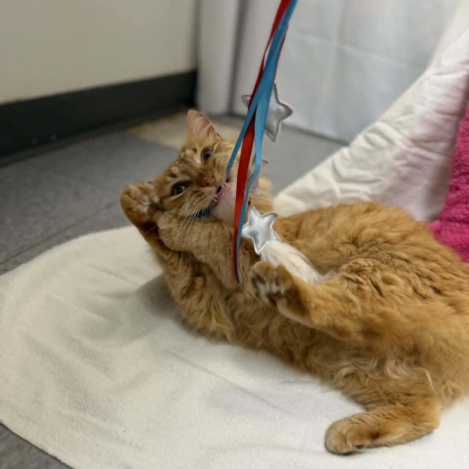 Enlarge Nomad, an adopted Domestic Medium Hair in Martinsville, IN image 4/4