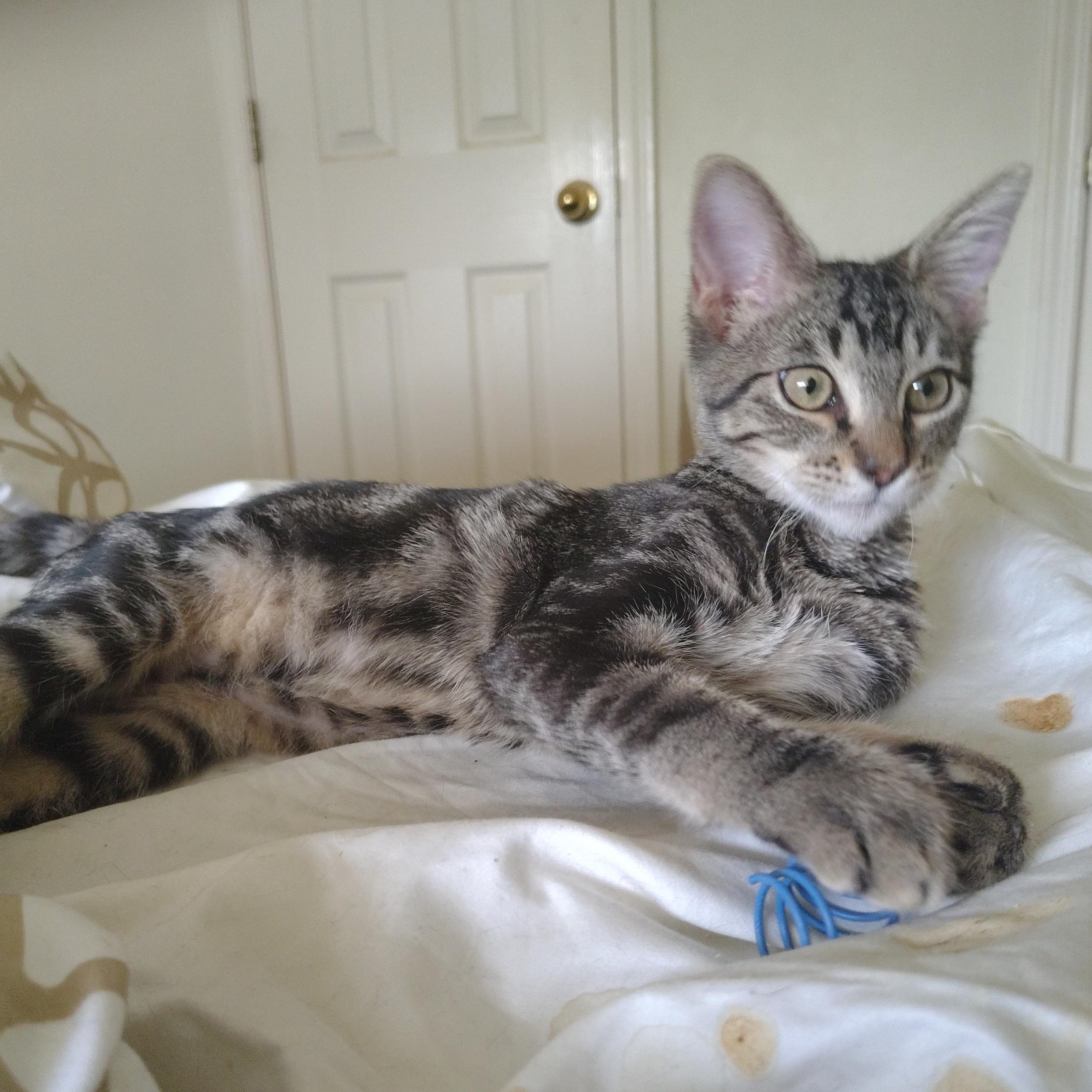 Peppy (FeLV +) — thumbnail 2