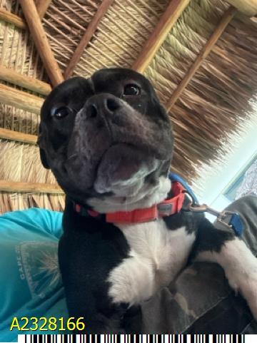 HOGAN, Adoptable, Young Male Mixed Breed.