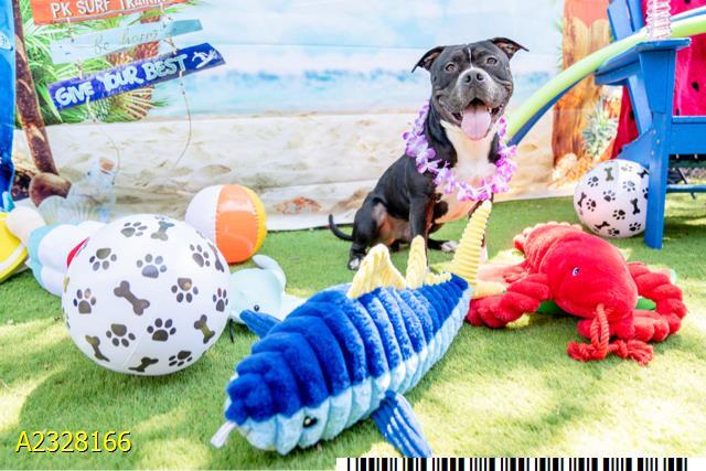 Enlarge HOGAN, a Adoptable Mixed Breed in West Palm Beach, FL image 1/1