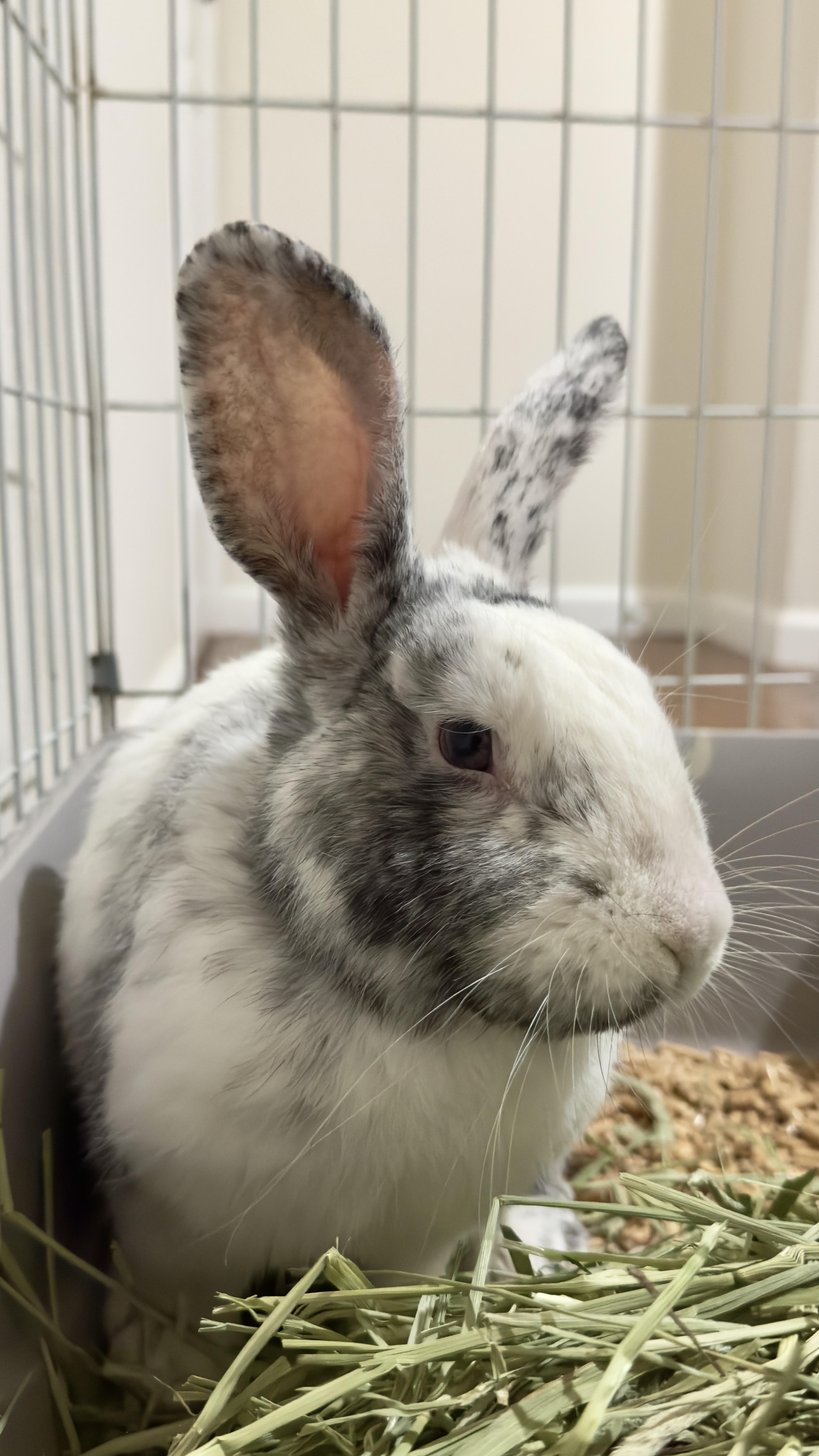 Enlarge Bailey, a Adoptable American in Brighton, CO image 6/6