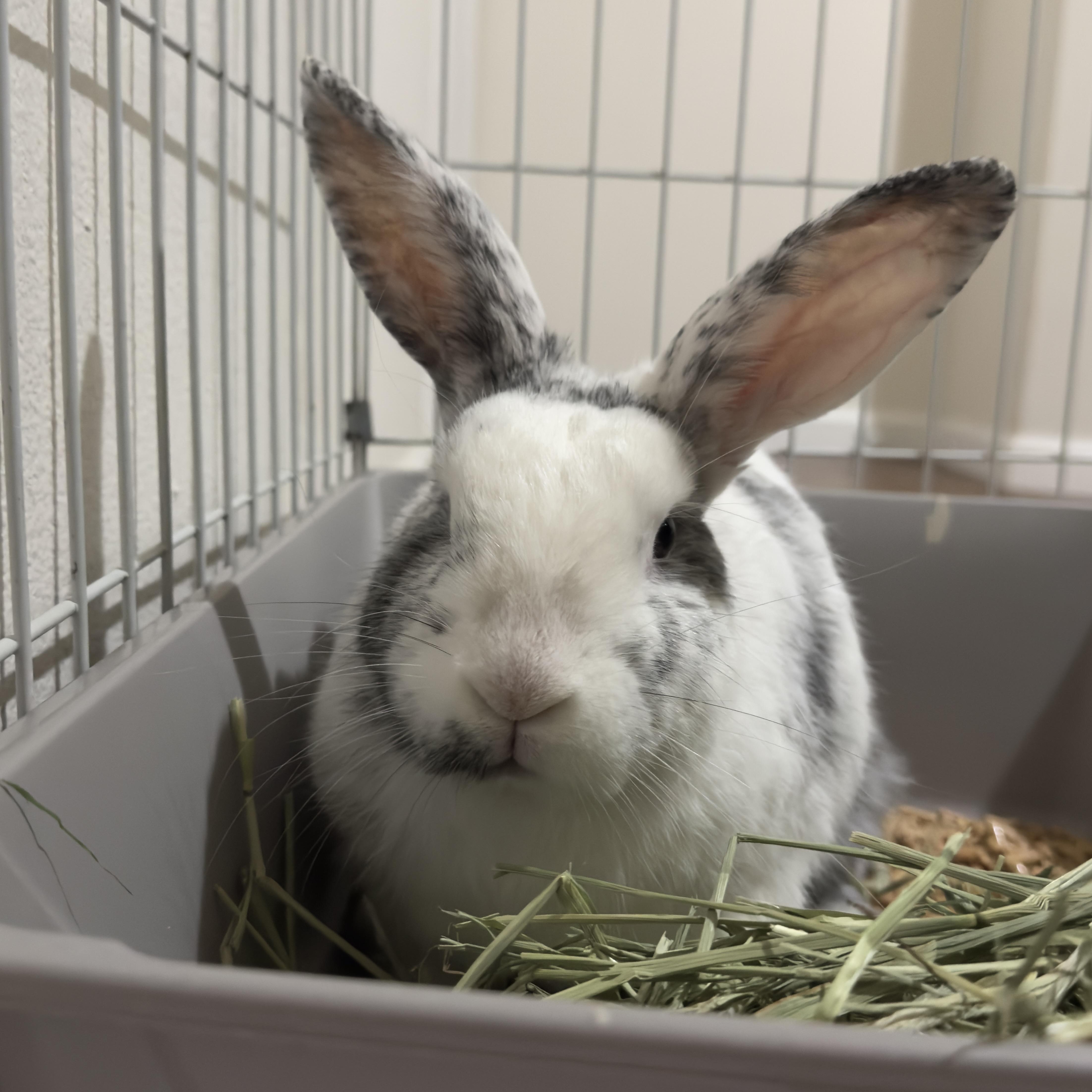 Enlarge Bailey, a Adoptable American in Brighton, CO image 4/6