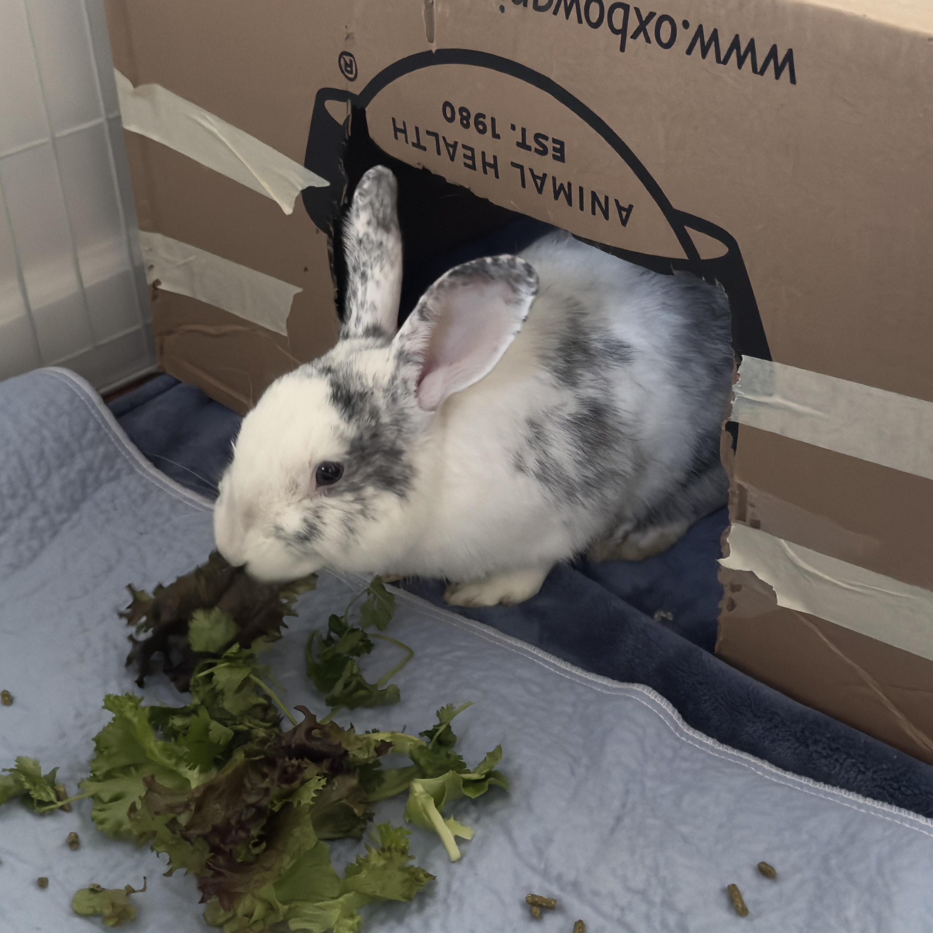 Enlarge Bailey, a Adoptable American in Brighton, CO image 2/6