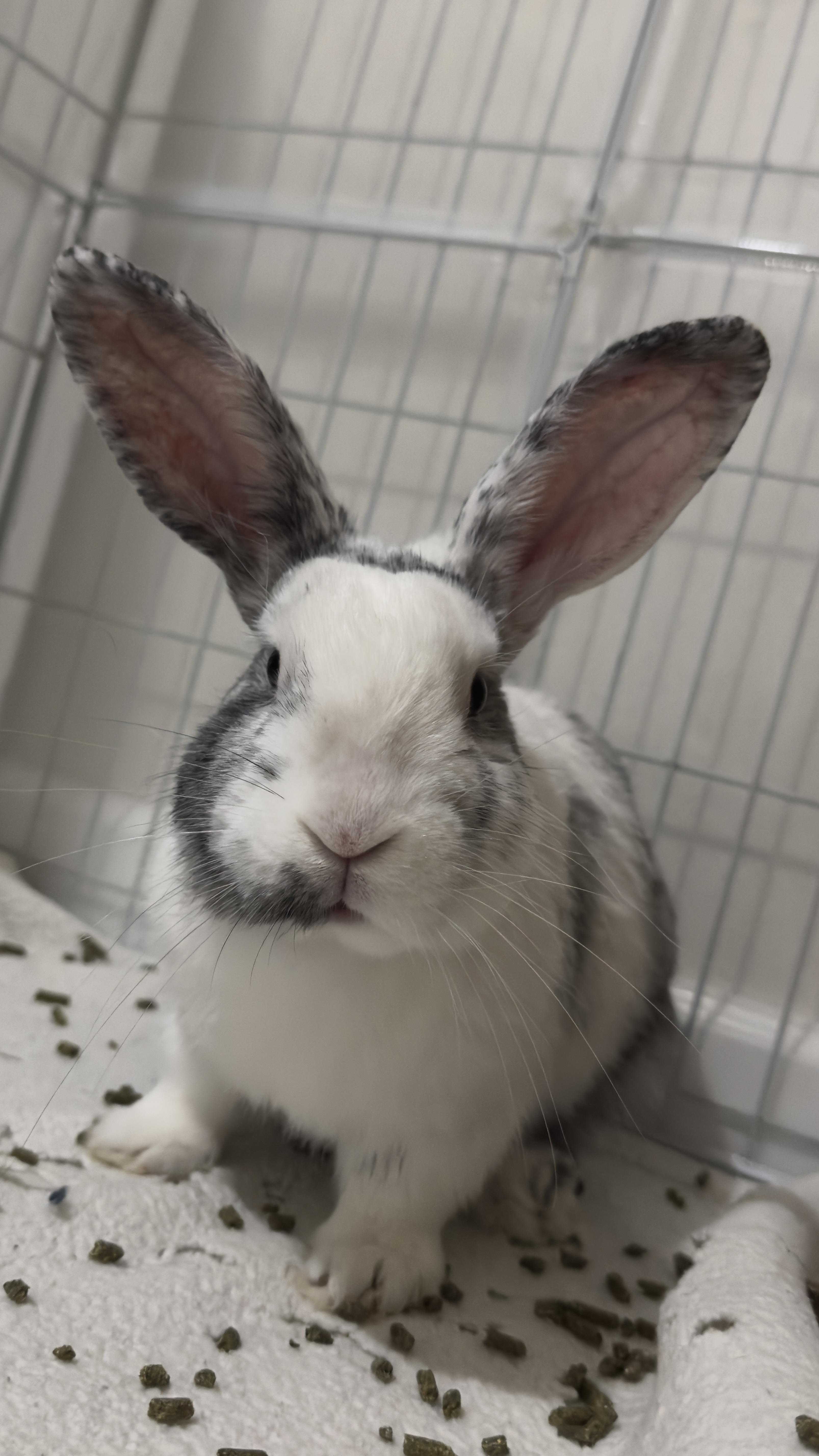 Enlarge Bailey, a Adoptable American in Brighton, CO image 5/6