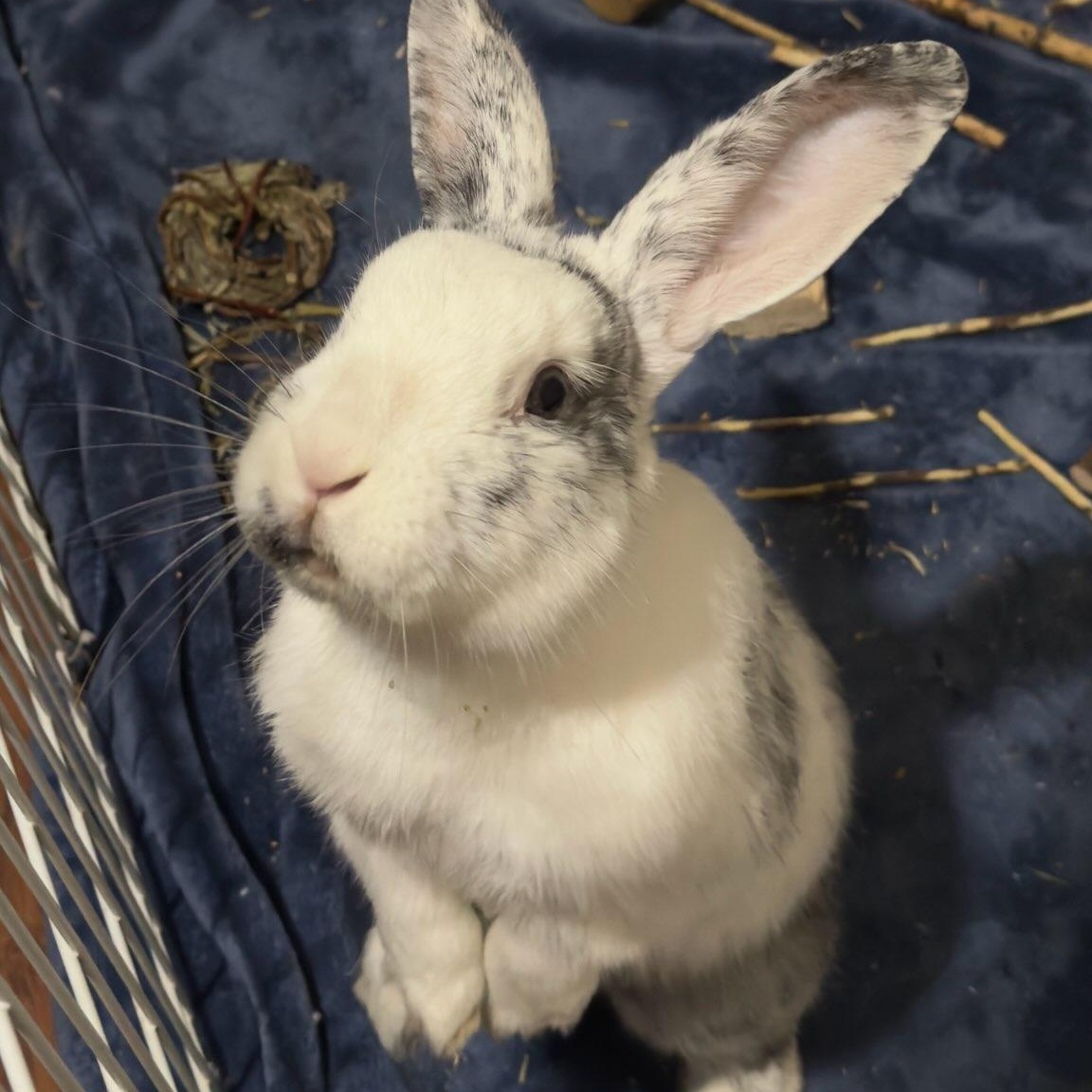 Enlarge Bailey, a Adoptable American in Brighton, CO image 3/6