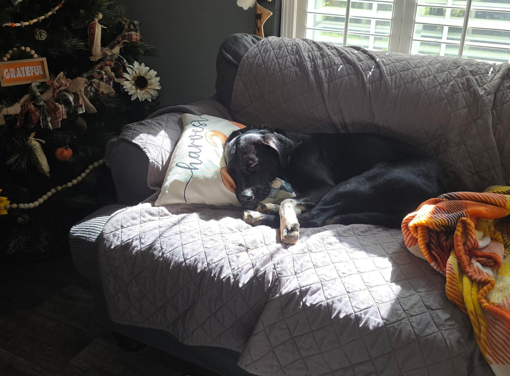 Johnny Cash, Adopted, Young Male Black Labrador Retriever & Terrier.