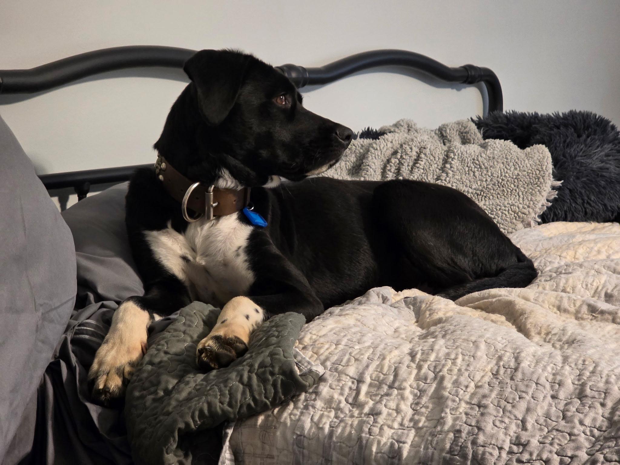 Johnny Cash, a Adopted mixed breed in Providence Forge, VA image 2/3