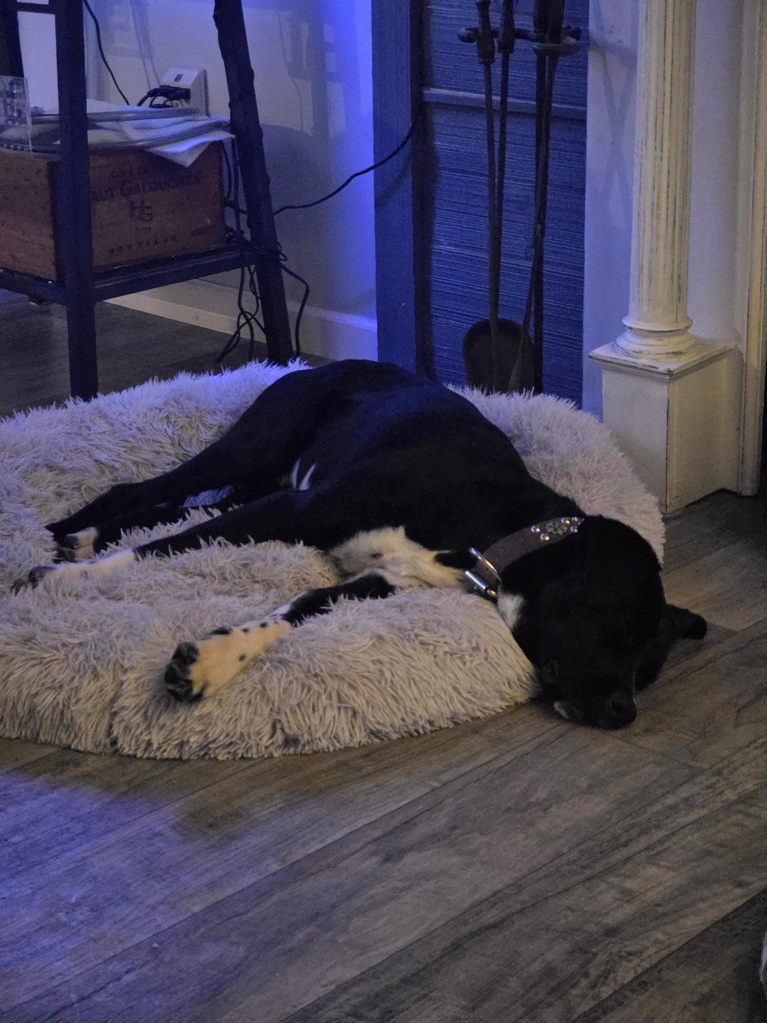 Johnny Cash, a Adopted mixed breed in Providence Forge, VA image 3/3