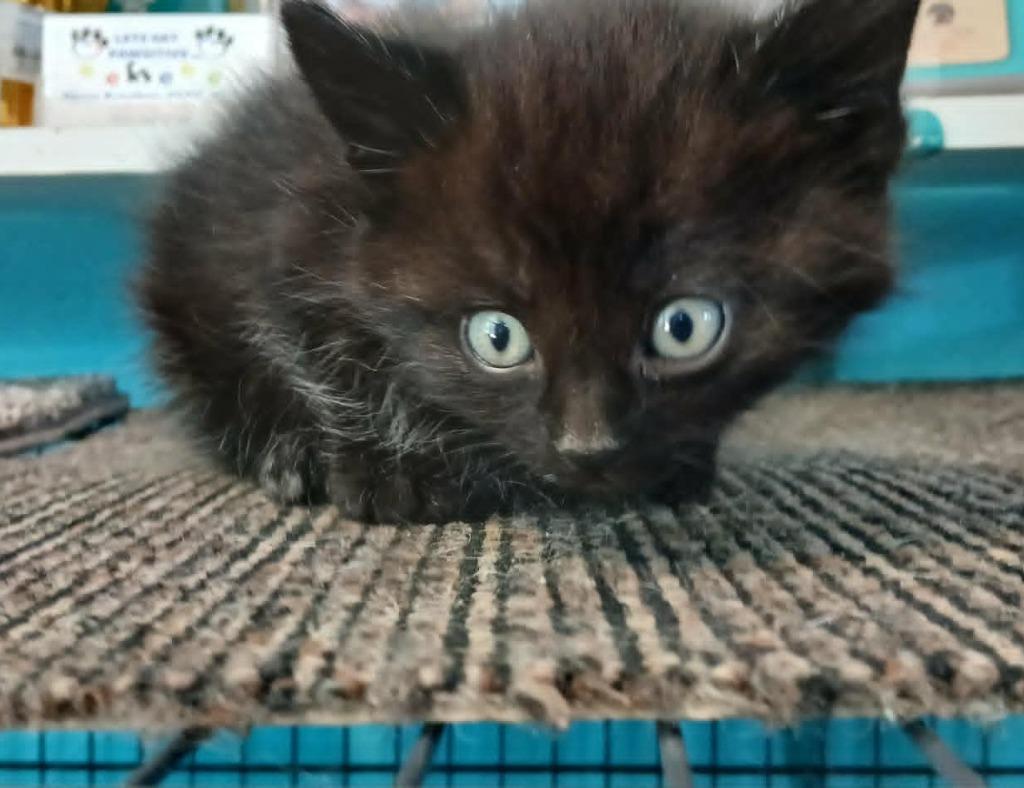 Bishop, Adoptable, Kitten Male Domestic Short Hair.