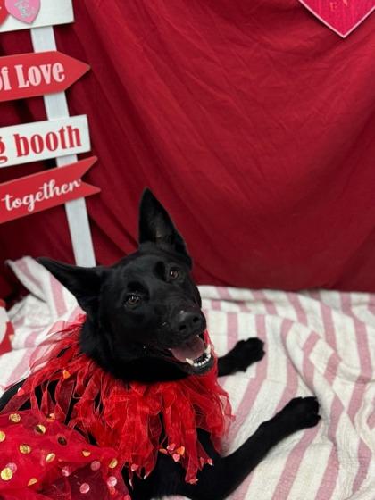 Andrana, Adoptable, Young Female German Shepherd Dog & Mixed Breed.