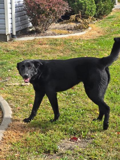 Andrana, Adoptable, Young Female German Shepherd Dog & Mixed Breed.