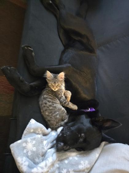 Enlarge Andrana, a Adoptable mixed breed in Moses Lake, WA image 2/2