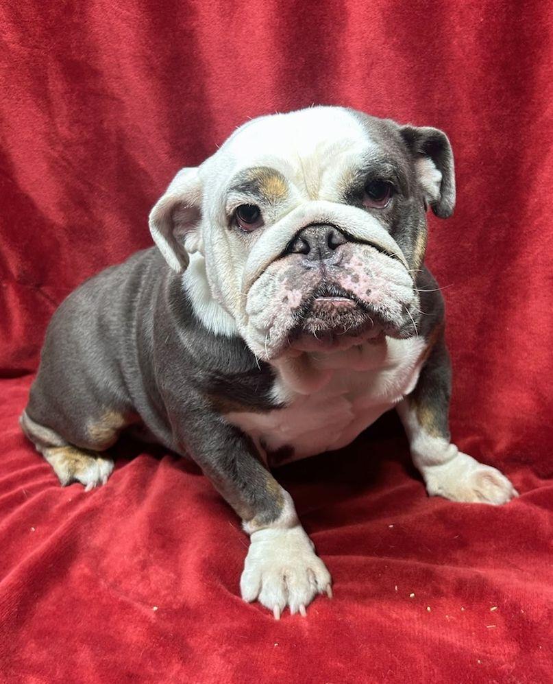 Enlarge MABEL (ohiosdrescue@gmail.com), a ADOPTABLE English Bulldog in Rossford, OH image 3/3