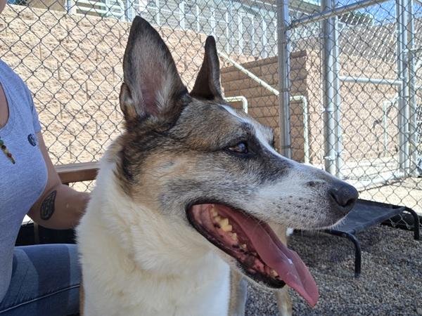 Halo*, Adoptable, Senior Female Shepherd.