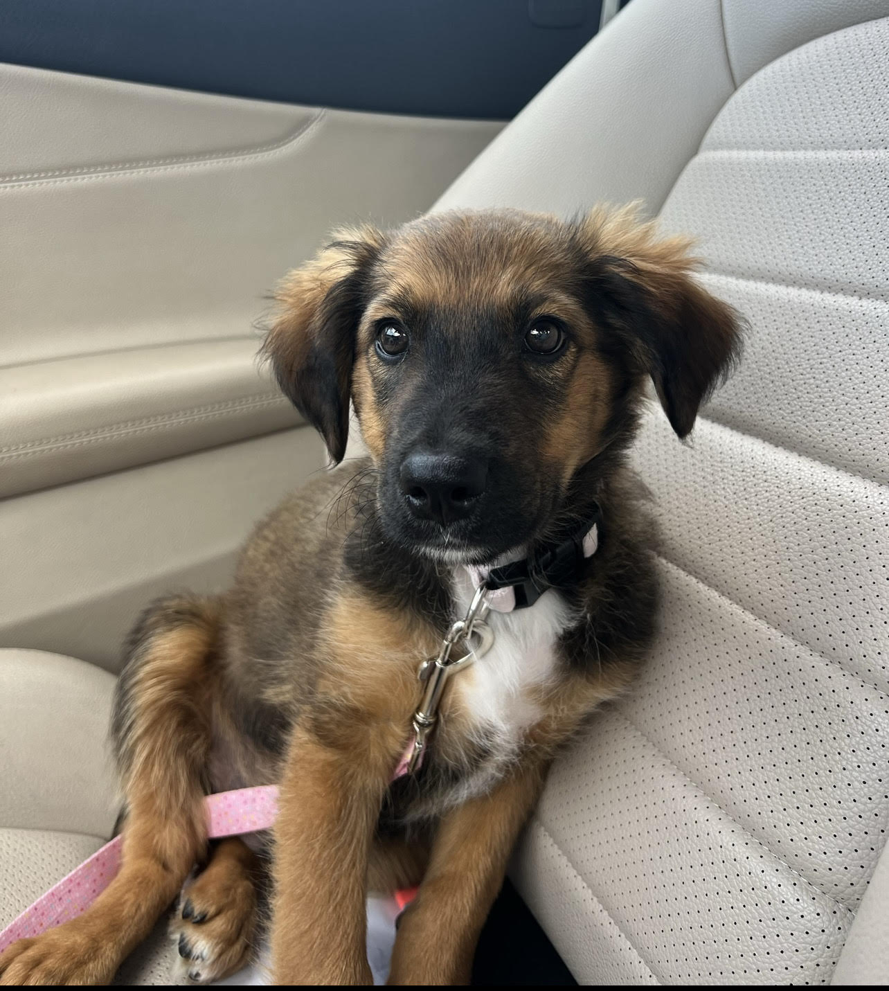 Enlarge Milo, a Adopted mixed breed in Miami, FL image 2/5