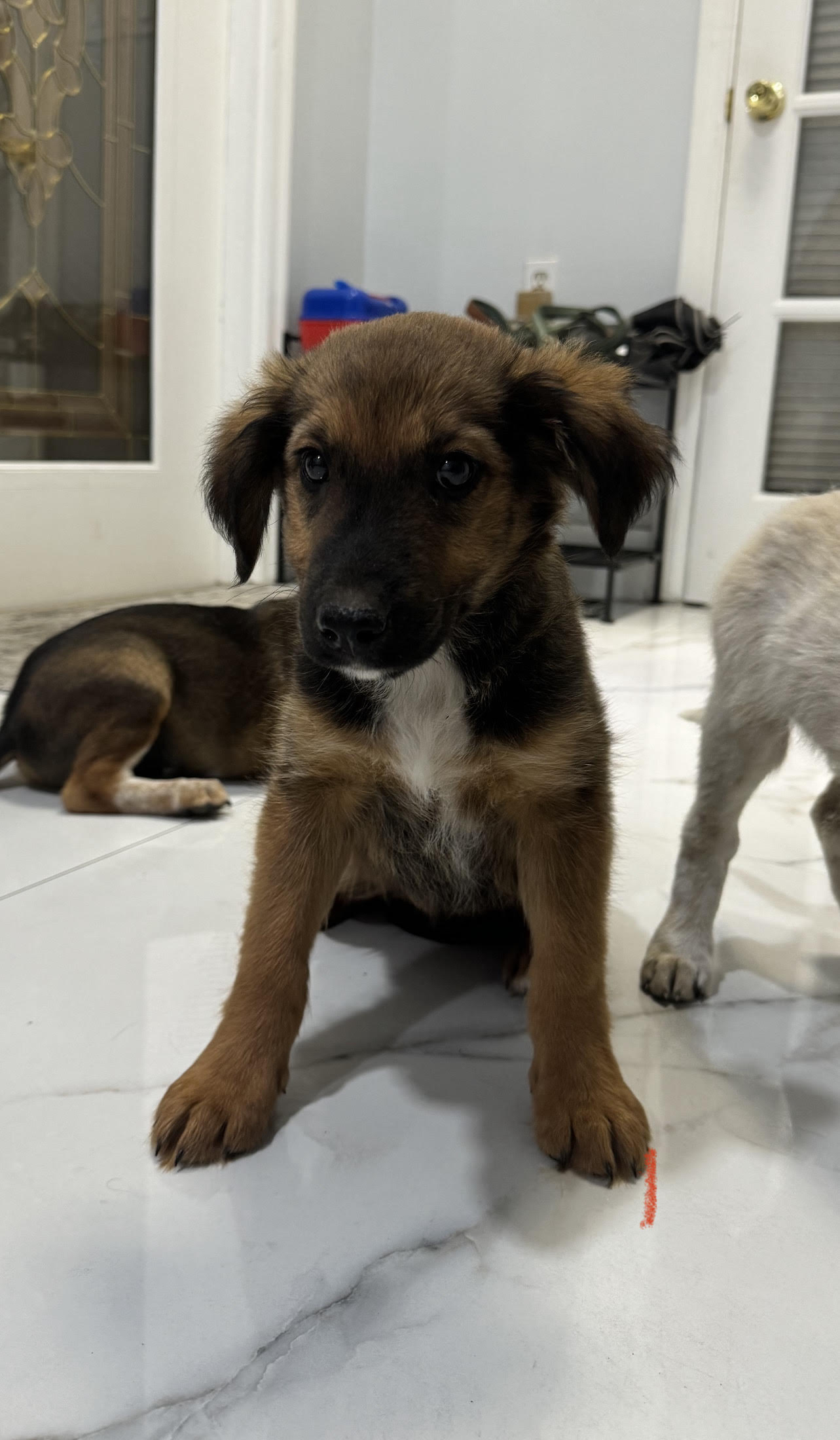 Enlarge Milo, a Adopted mixed breed in Miami, FL image 5/5