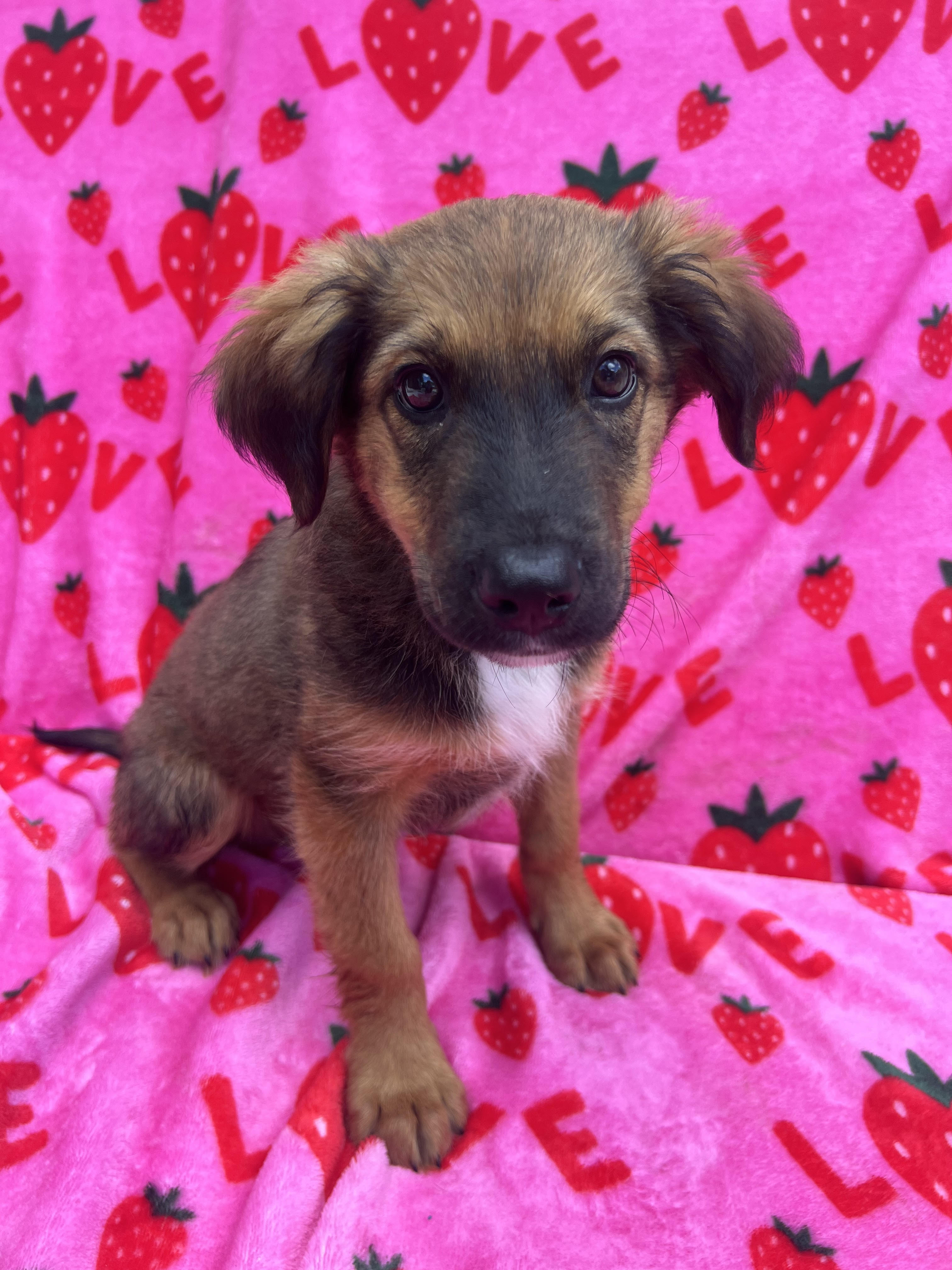 Enlarge Milo, a Adopted mixed breed in Miami, FL image 1/5