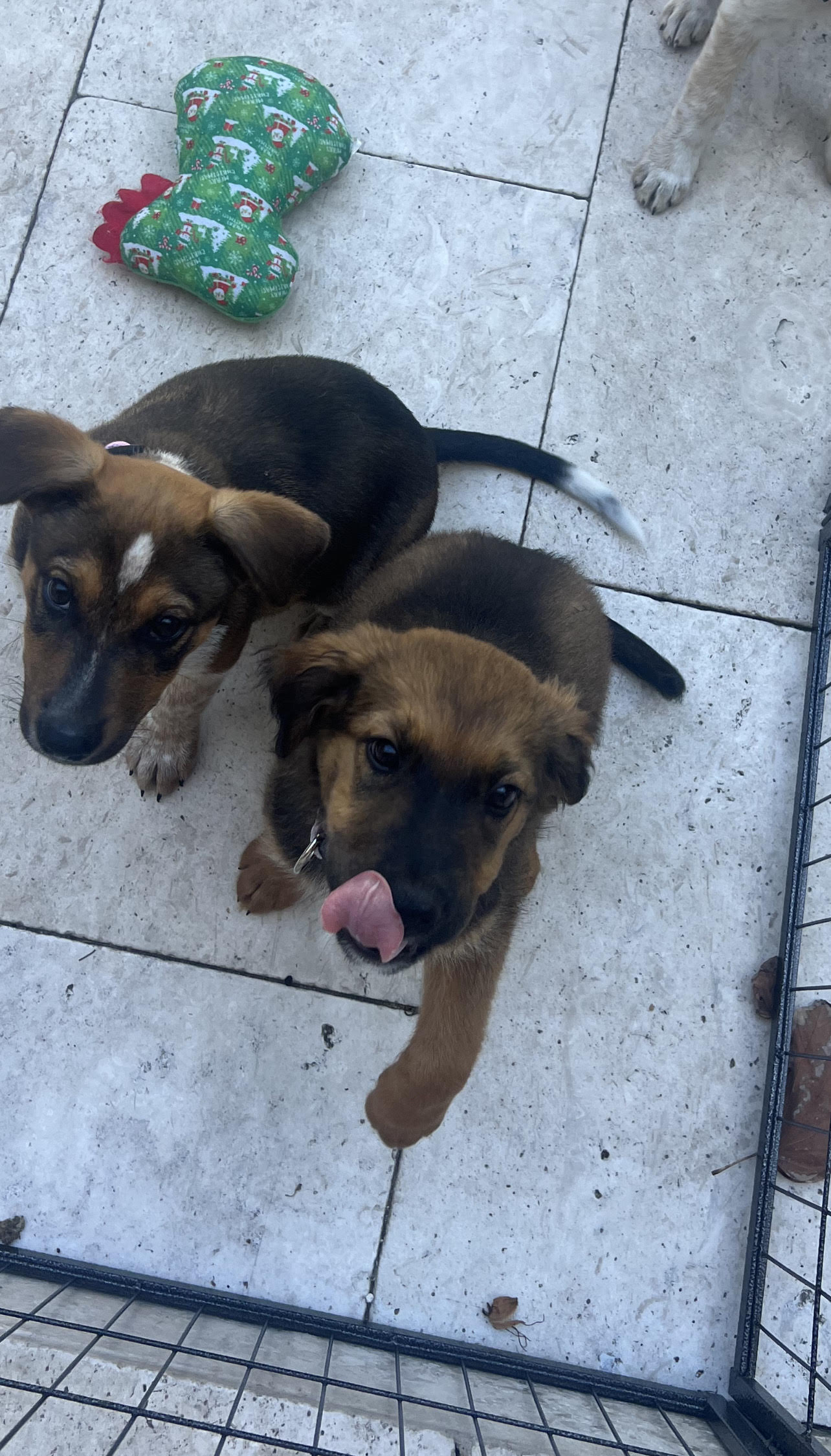 Enlarge Milo, a Adopted mixed breed in Miami, FL image 3/5