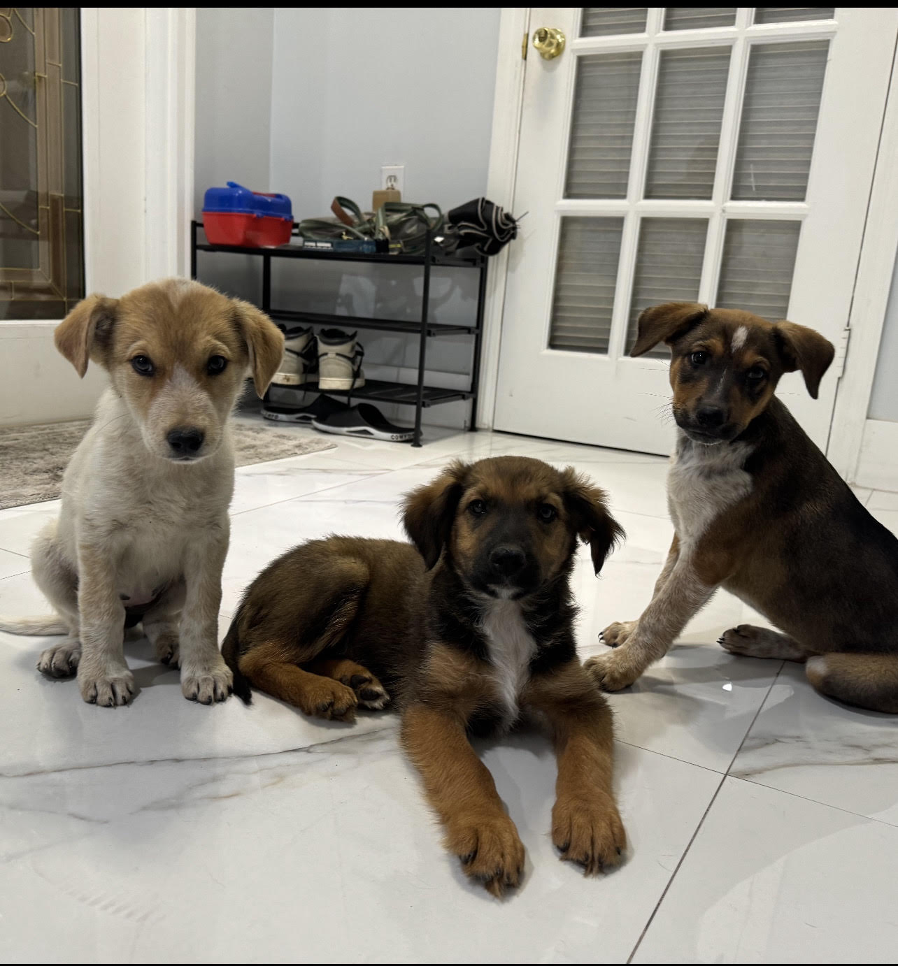 Enlarge Milo, a Adopted mixed breed in Miami, FL image 4/5